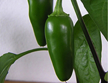 jalapeno fooled you