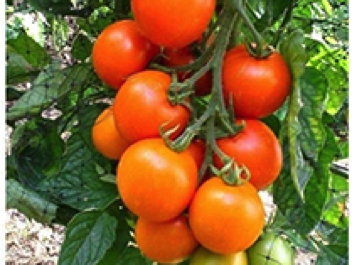 auriga cherry tomato 