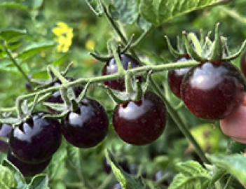 indigo blueberries