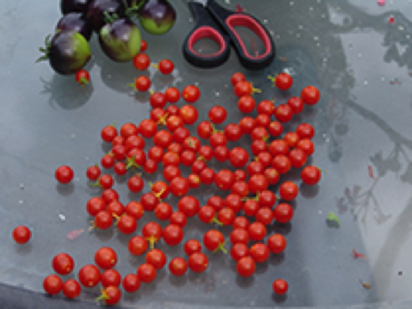 Hundreds and Thousands cherry tomatoes