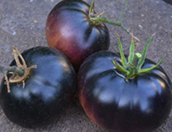 black beauty heirloom tomato