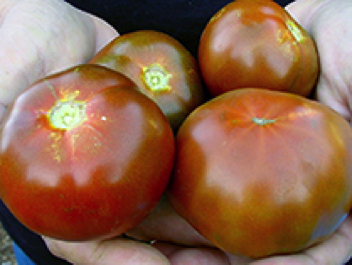 black from tula heirloom tomato