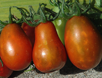 black plum heirloom tomato