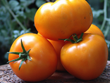 brandywine yellow heirloom tomato