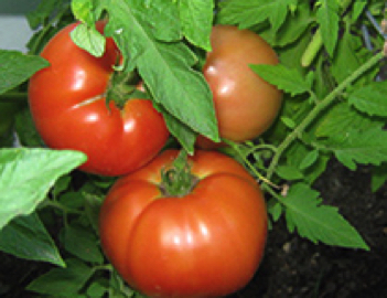 delicious heirloom tomato