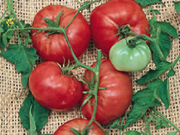 giant tree triple crop heirloom tomato