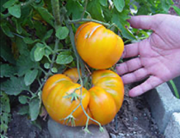 mr. stripey heirloom tomato