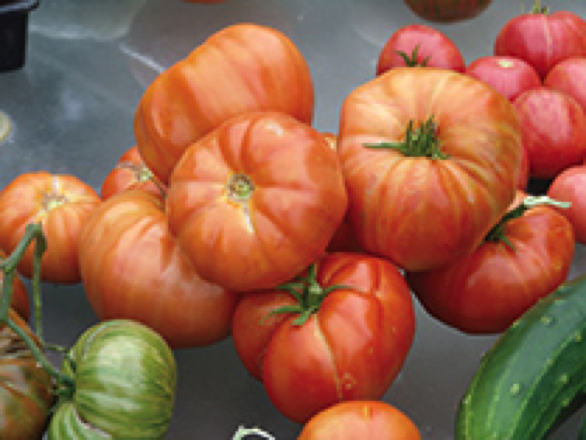 Coustralee heirloom tomato