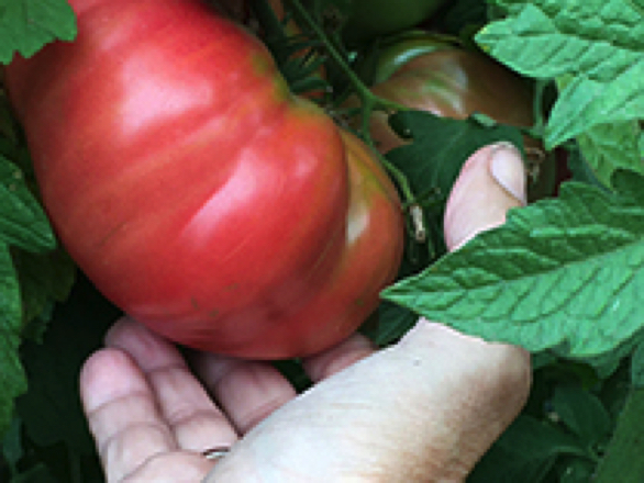 Dester heirloom tomato