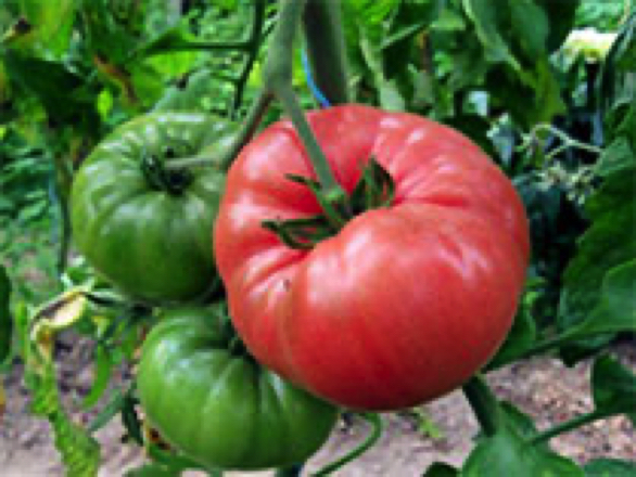 German Johnson Pink heirloom tomato