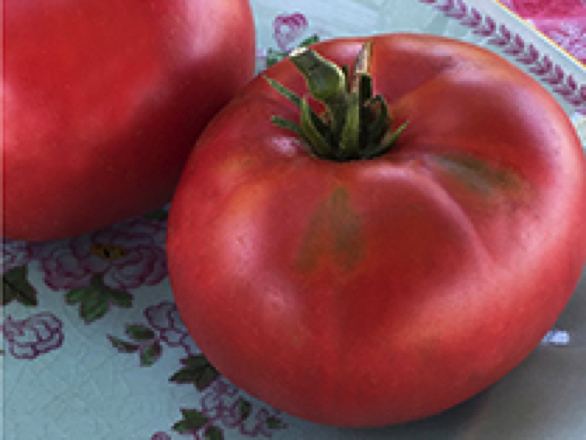 Israel  heirloom tomato