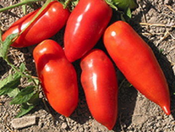 super san marzano