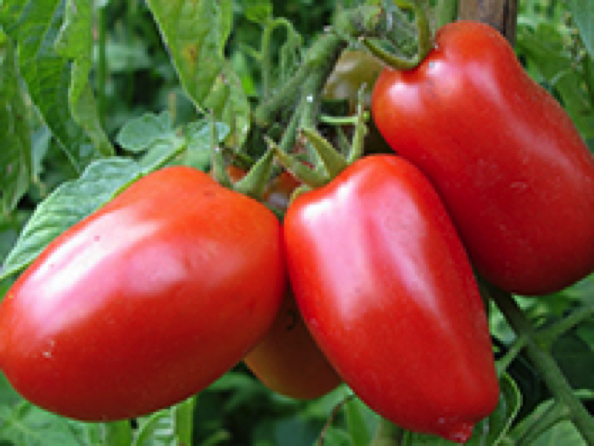 San Marzano