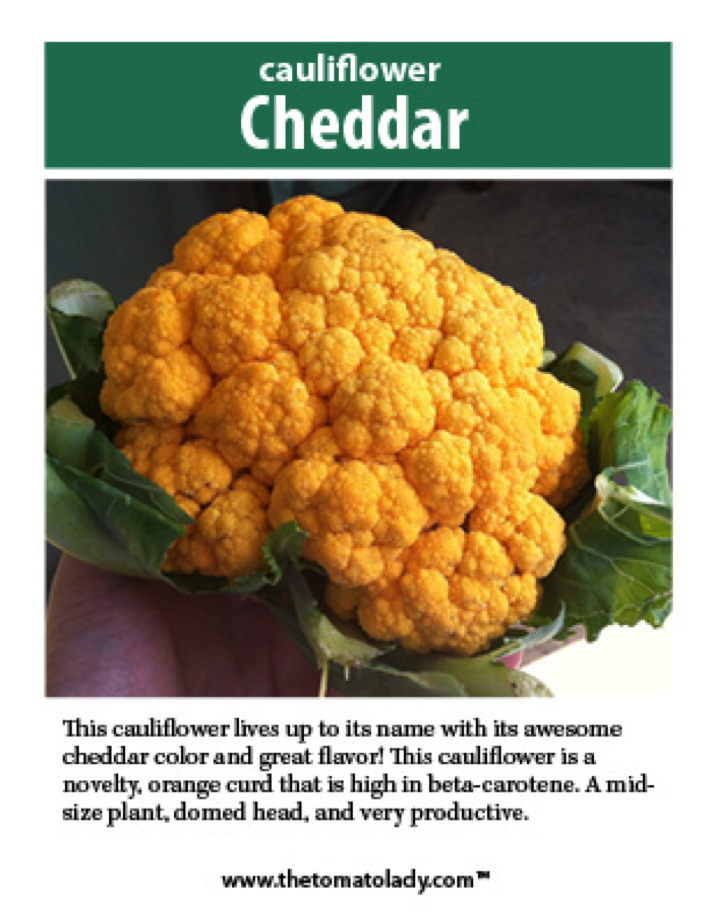 cheddar cauliflower