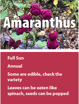 Amaranthus