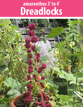 amaranthus dreadlocks