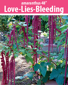 amaranthus love lies bleeding