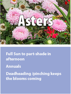 00aster