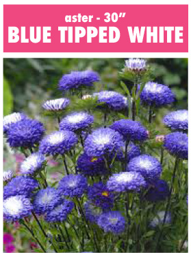 aster blue tipped