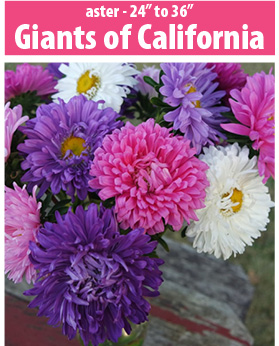aster giants of california