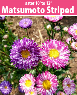 aster matsumoto striped