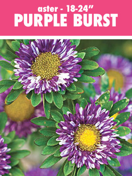 aster purple burst