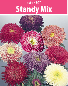 aster standy mix