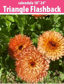 Calendula Triangle Flashback