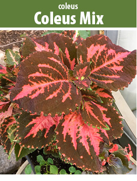 coleus mix 1