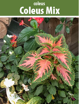 coleus mix 2