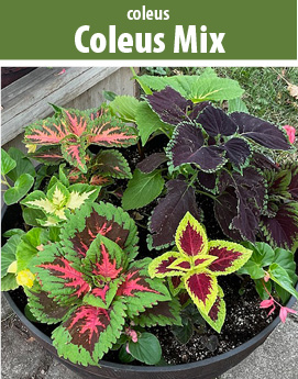 coleus mix 4