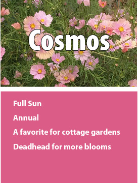 0cosmos