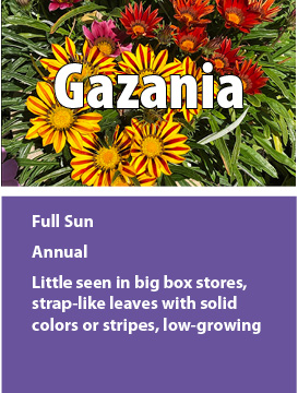 f gazania