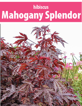 hibiscus mahogany splendor