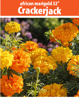 marigold crackerjack