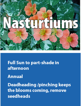 f nasturtiums