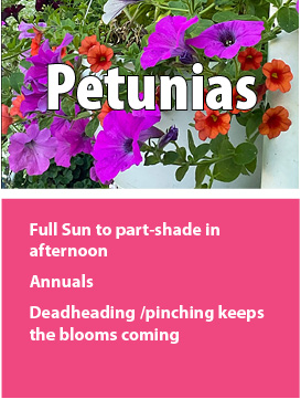 f petunia