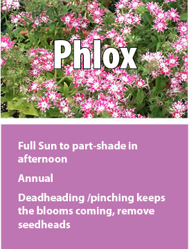 f phlox