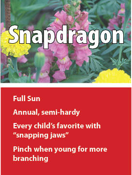 f snapdragon