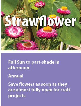 f strawflower