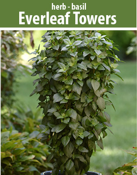 everleaf tower Thai