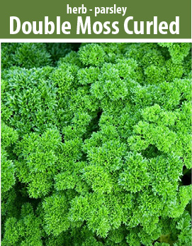 Double Curled Moss Parsley