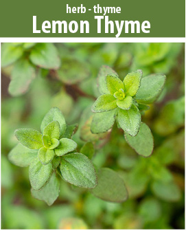 lemon thyme