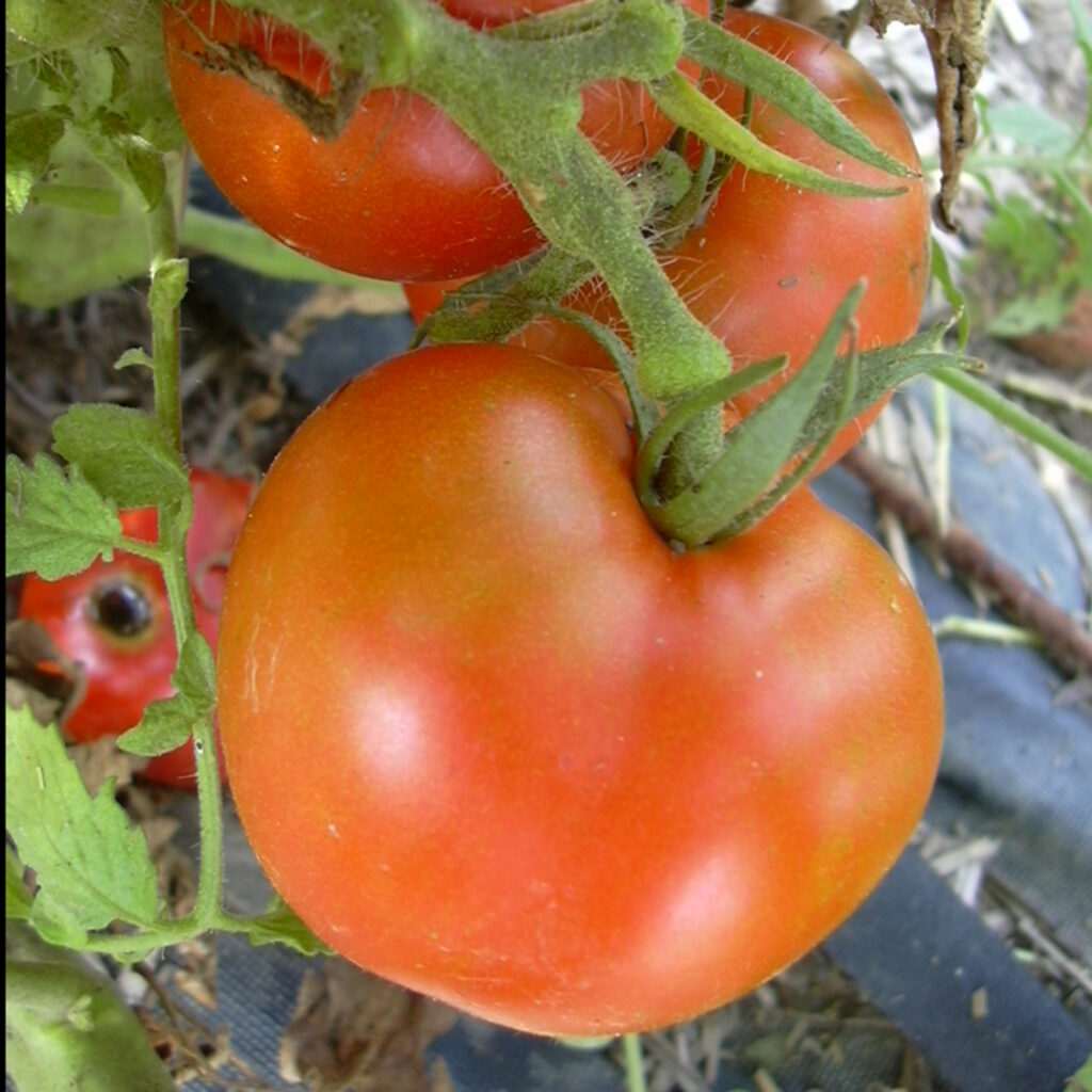 ArkansasTravelerTomato