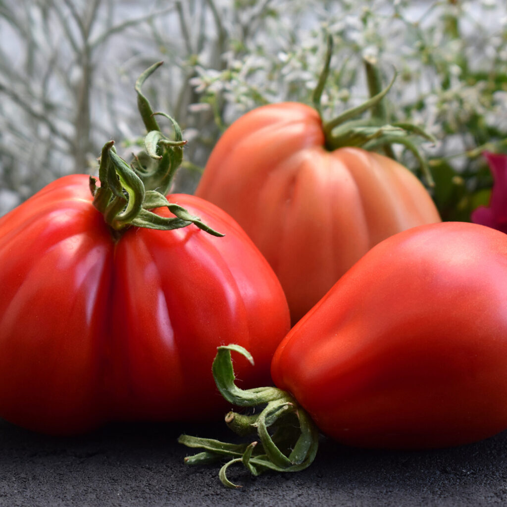 Italian Large Red Pear